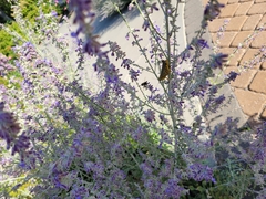 Orthoptera