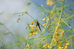 Schistocerca piceifrons