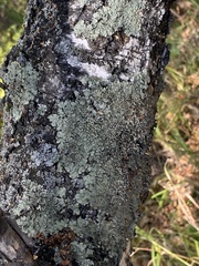 Flavopunctelia soredica