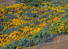 Gazania lichtensteinii