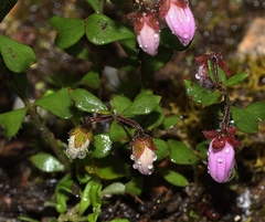 Tetratheca ciliata