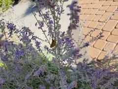 Orthoptera