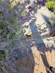 Orthoptera