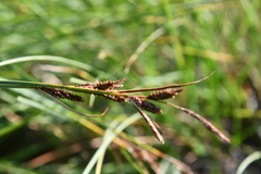 Carex nigra juncea
