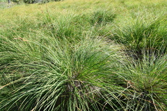 Carex nigra juncea