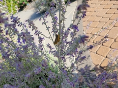 Orthoptera