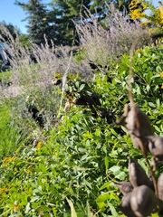 Argiope aurantia