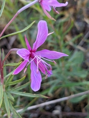 Chamaenerion dodonaei