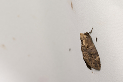 Hyperaeschrella nigribasis