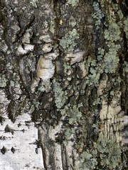 Flavopunctelia soredica