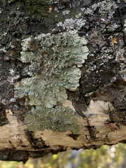 Flavopunctelia soredica