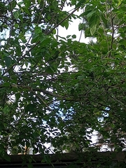 Psittacara leucophthalmus