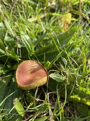 Hortiboletus rubellus