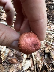 Cortinarius bolaris