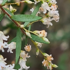 Leucopogon pimeleoides