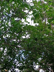 Psittacara leucophthalmus