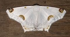 Sericoptera mahometaria