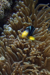 Entacmaea quadricolor