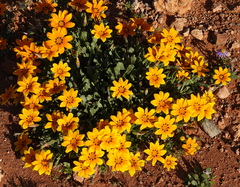 Gazania lichtensteinii