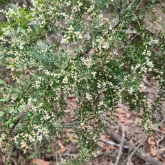 Leucopogon pimeleoides