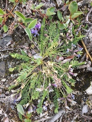 Oxytropis borealis