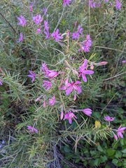 Chamaenerion dodonaei