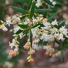 Leucopogon pimeleoides