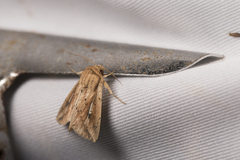 Mythimna decisissima