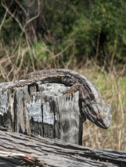 Pogona barbata