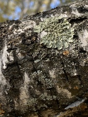 Flavopunctelia soredica