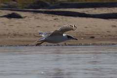 Ichthyaetus ichthyaetus