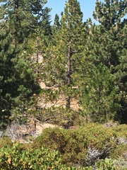 Calocedrus decurrens