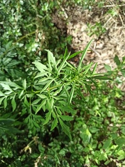 Bidens subalternans