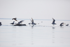 Ichthyaetus ichthyaetus