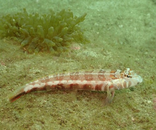 Grub fish (Parapercis pulchella) — Pinguipedidae — 5