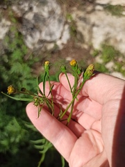 Bidens subalternans