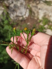 Bidens subalternans