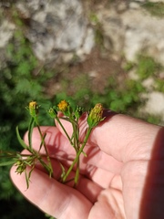 Bidens subalternans