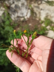 Bidens subalternans