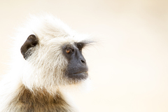 Semnopithecus entellus