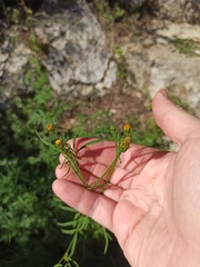 Bidens subalternans