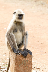 Semnopithecus entellus