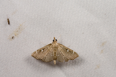 Protonoceras capitalis