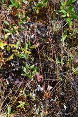 Micranthes foliolosa