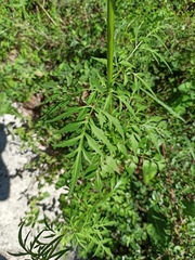 Bidens subalternans