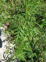 Bidens subalternans