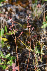 Micranthes foliolosa