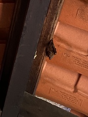 Cynopterus brachyotis