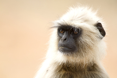 Semnopithecus entellus