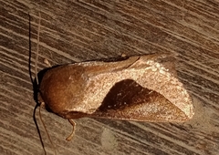 Prolimacodes triangulifera